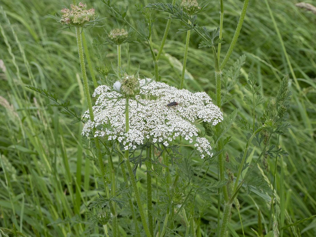 IMAGES\Fijn akkerscherm (visnaga daucoides)\P1280197_sm.jpg